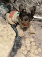 Morkie Puppies for sale in Concord, NC, USA. price: NA