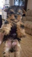 Morkie Puppies for sale in 5635 Alhambra Ave, Baltimore, MD 21212, USA. price: NA