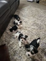 Morkie Puppies for sale in Dunwoody, GA, USA. price: NA