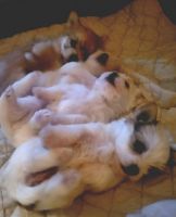 Morkie Puppies for sale in Worcester, MA, USA. price: NA