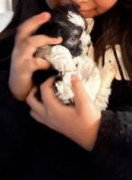 Morkie Puppies for sale in Riverside, CA, USA. price: NA