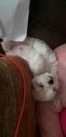 Morkie Puppies for sale in Sacramento, CA, USA. price: NA