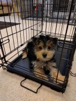 Morkie Puppies for sale in Powder Springs, GA, USA. price: NA
