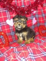 Morkie Puppies for sale in Lapeer, MI 48446, USA. price: NA