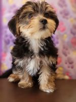 Morkie Puppies for sale in Nashville, TN, USA. price: NA