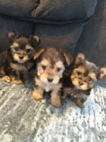 Morkie Puppies Photos