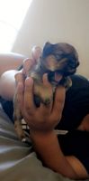 Morkie Puppies for sale in 10 Elmore Rd, Bishopville, SC 29010, USA. price: NA
