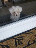 Morkie Puppies for sale in Oakdale, LA 71463, USA. price: NA