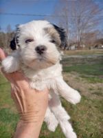 Morkie Puppies for sale in Taylorsville, NC 28681, USA. price: NA