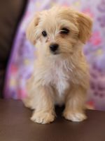 Morkie Puppies for sale in Nashville, TN, USA. price: NA
