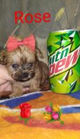 Morkie Puppies for sale in Ann Arbor, MI, USA. price: NA