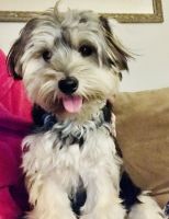 Morkie Puppies for sale in Providence, RI, USA. price: NA