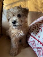 Morkie Puppies for sale in Haddam, CT, USA. price: NA