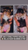 Morkie Puppies for sale in 56 Paulison Ave, Ridgefield Park, NJ 07660, USA. price: NA