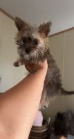 Morkie Puppies for sale in San Antonio, TX 78244, USA. price: NA
