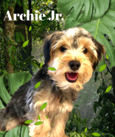 Morkie Puppies for sale in North Port, FL, USA. price: NA