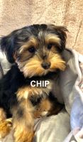 Morkie Puppies for sale in Acampo, CA 95220, USA. price: NA