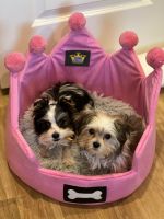 Morkie Puppies for sale in WHT SETTLEMT, TX 76108, USA. price: NA