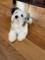 Morkie Puppies for sale in West Columbia, SC 29169, USA. price: NA