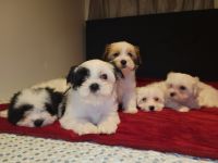 Morkie Puppies for sale in North Plainfield, NJ, USA. price: NA
