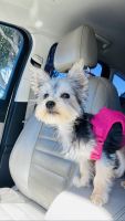 Morkie Puppies for sale in Homestead, FL, USA. price: NA