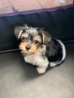 Morkie Puppies for sale in Roseville, CA, USA. price: NA