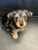 Morkie Puppies for sale in Roseville, CA, USA. price: NA