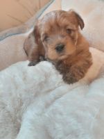 Morkie Puppies for sale in Kings Mountain, KY 40442, USA. price: NA