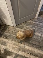 Morkie Puppies for sale in Canton, TX 75103, USA. price: NA