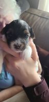 Morkie Puppies for sale in Fall River, MA 02724, USA. price: NA