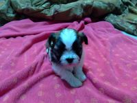 Morkie Puppies for sale in Celina, TX 75009, USA. price: NA