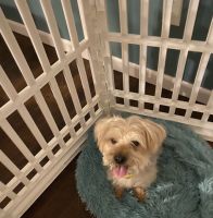 Morkie Puppies for sale in Waterbury, CT 06706, USA. price: NA