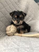Morkie Puppies for sale in Findlay, OH 45840, USA. price: NA