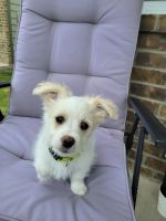 Morkie Puppies for sale in Forney, TX 75126, USA. price: NA
