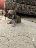Morkie Puppies for sale in Plainfield, IL 60586, USA. price: NA