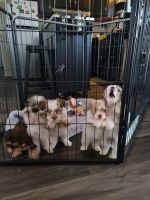 Morkie Puppies for sale in St. Petersburg, FL, USA. price: NA