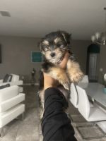 Morkie Puppies for sale in Orlando, FL, USA. price: NA