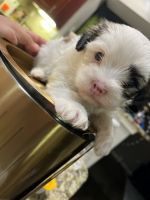 Morkie Puppies for sale in Atlanta, GA, USA. price: NA