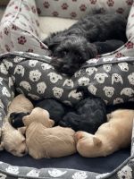 Morkie Puppies for sale in Zephyrhills, FL 33541, USA. price: NA