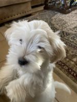 Morkie Puppies for sale in Glendale, AZ 85306, USA. price: NA