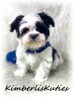 Morkie Puppies for sale in Lipan, TX 76462, USA. price: NA