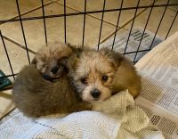 Morkie Puppies for sale in Salisbury, NC, USA. price: NA