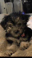 Morkie Puppies for sale in N Garland Ave, Garland, TX, USA. price: NA