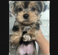 Morkie Puppies for sale in Lancaster, CA, USA. price: NA