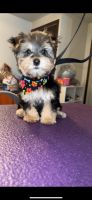 Morkie Puppies for sale in Elyria, OH 44035, USA. price: NA