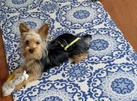 Morkie Puppies for sale in Charlotte, NC, USA. price: NA