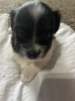 Morkie Puppies for sale in Hartford City, IN 47348, USA. price: NA