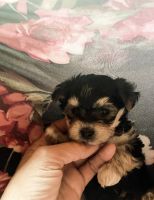 Morkie Puppies for sale in Wheelersburg, OH, USA. price: NA