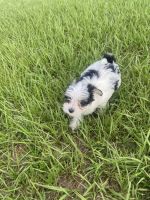 Morkie Puppies for sale in Plant City, FL, USA. price: NA