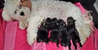 Morkie Puppies for sale in Winter Haven, FL, USA. price: NA